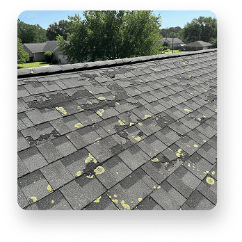 Wood Shingle Rot
